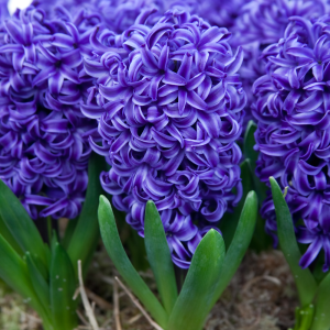 HIACYNT - BLUE PEARL