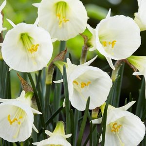 NARCYZ - BULBOCODIUM WHITE PETTICOAT