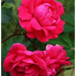 RÓŻA PARKOWA - ALEXANDER MacKENZIE