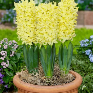 HIACYNT - GIPSY PRINCESS