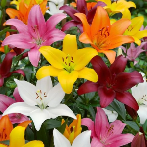 LILIA - ASIATIC MIXED