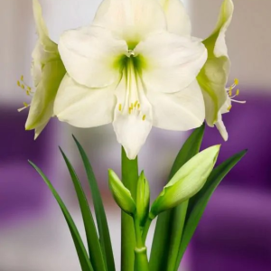 ZWARTNICA - MONT BLANC