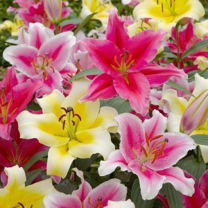 LILIA - ORIENTAL MIXED