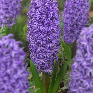 HIACYNT - BLUE JACKET