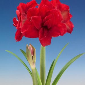 ZWARTNICA - AMARANTIA