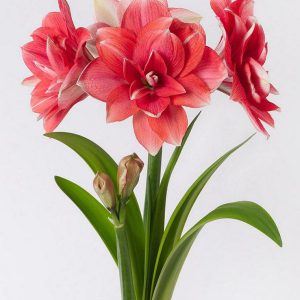 ZWARTNICA - DOUBLE DREAM