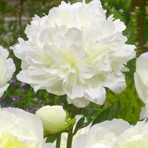 PIWONIA - DUCHESSE DE NEMOURS