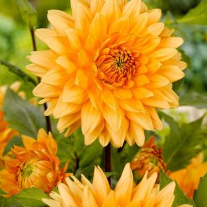 DALIA - NOORDWIJKS GLORIE