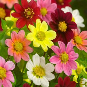 DALIA - TOPMIX MIXED