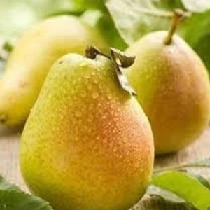 drzewka GRUSZA LIPCÓWKA BARDZO SŁODKA