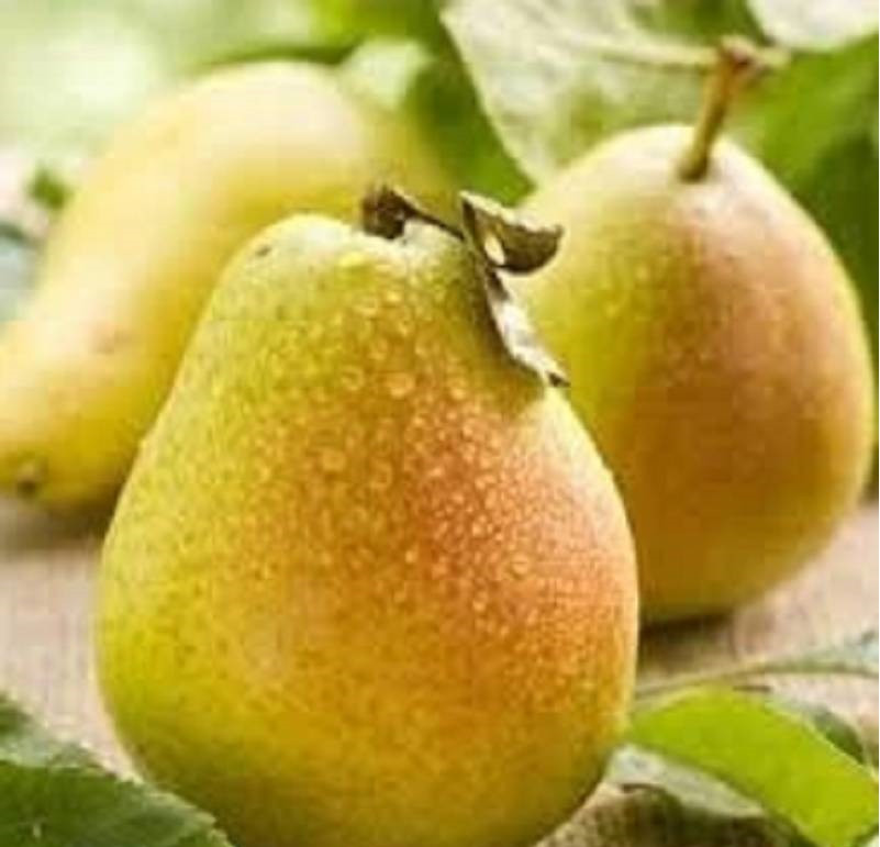 drzewka GRUSZA LIPCÓWKA BARDZO SŁODKA