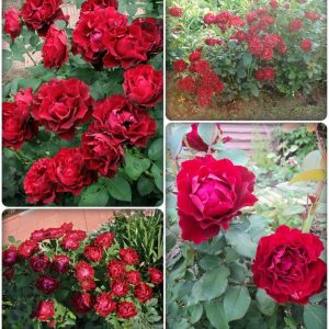 RÓŻA WIELKOKWIATOWA - HOMMAGE A BARBARA