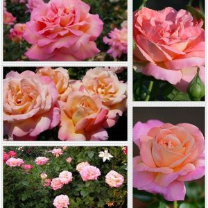 RÓŻA WIELKOKWIATOWA - CHICAGO PEACE