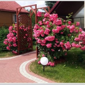 RÓŻA PNĄCA - ROSARIUM UETERSEN