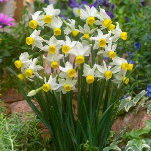 NARCYZ - CANALICULATUS