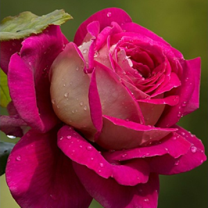 RÓŻA WIELKOKWIATOWA - KRONENBURG