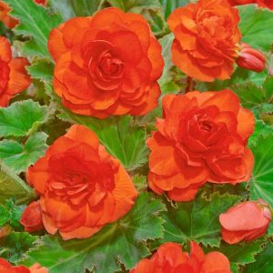BEGONIA - DOUBLE ORANGE