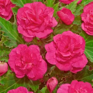 BEGONIA - DOUBLE PINK