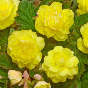 BEGONIA - DOUBLE YELLOW
