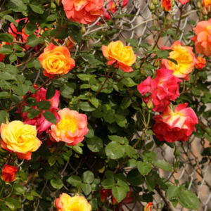 RÓŻA PARKOWA - JOSEPHS COAT