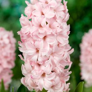 HIACYNT - CHINA PINK