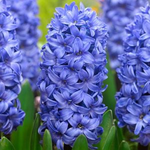 HIACYNT - DELFT BLUE