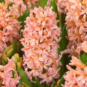 HIACYNT - GIPSY QUEEN