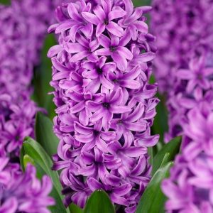 HIACYNT - MISS SAIGON