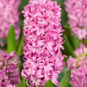 HIACYNT - PINK PEARL