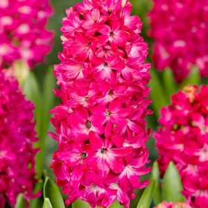 HIACYNT - SCARLET PEARL