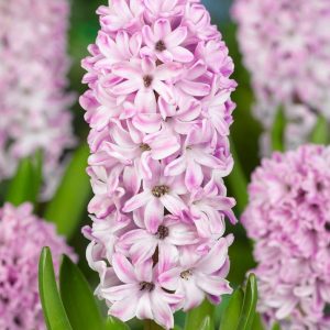 HIACYNT - SPLENDID CORNELIA