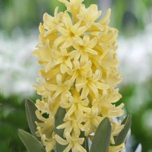 HIACYNT - YELLOWSTONE