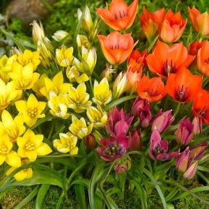 TULIPAN - BOTANICAL TULIPS MIXED