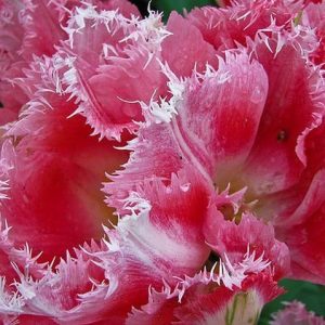 TULIPAN - CRISPION SWEET