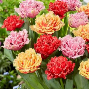 TULIPAN - DOUBLE FRINGED MIXED