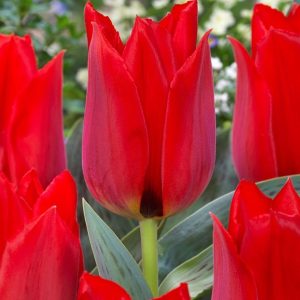 TULIPAN - JULIUS CAESAR