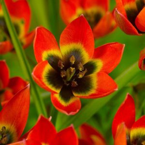 TULIPAN - LITTLE PRINCESS