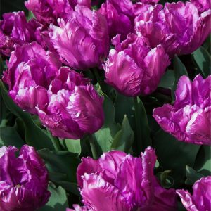 TULIPAN - PARROT PRINCE