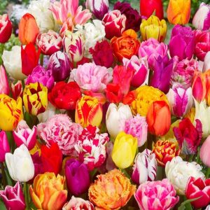 TULIPAN - PICKING GARDEN MIX DELUXE