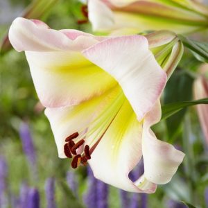 LILIA - BEIJING MOON