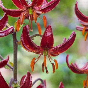 LILIA ZŁOTOGŁÓW - CLAUDE SHRIDE