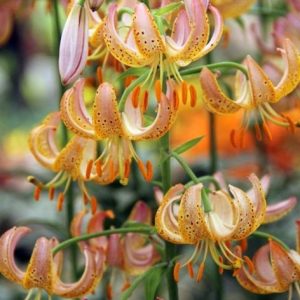 LILIA ZŁOTOGŁÓW - FAIRY MORNING