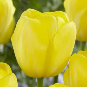 TULIPAN - YELLOW ANGEL