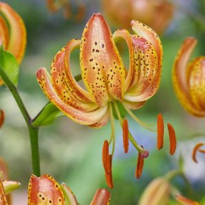 LILIA ZŁOTOGŁÓW - PEPPARD GOLD