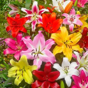 LILIA - PICKING GARDEN MIX