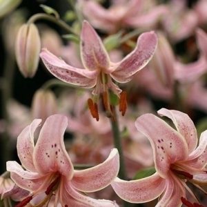 LILIA ZŁOTOGŁÓW - PINK MORNING