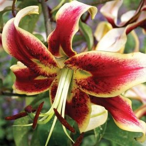 LILIA - SCHEHEREZADE