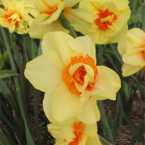 NARCYZ - DOUBLE FASHION