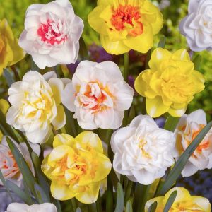 NARCYZ - DOUBLE MIXED