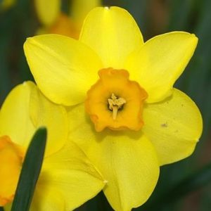 NARCYZ - GARDEN OPERA